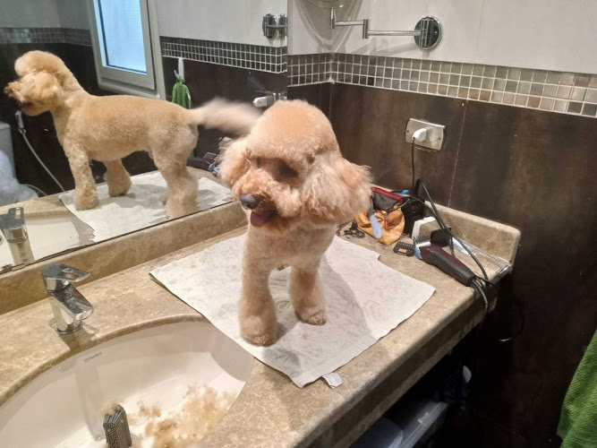 Mobile Pets grooming