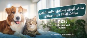 الصورة 1