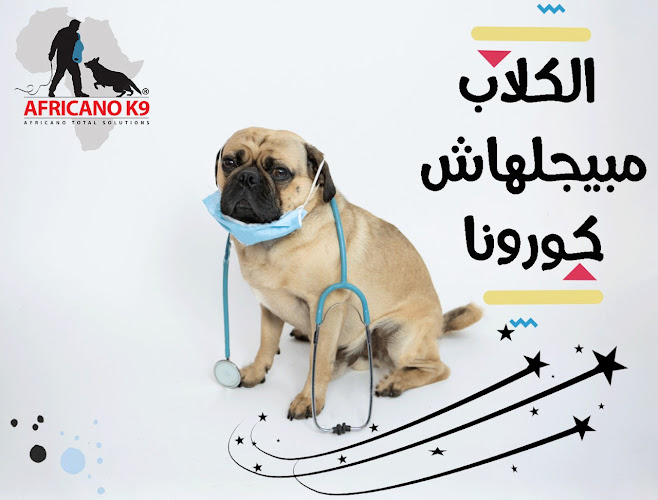 تدريب كلاب أفريكانو