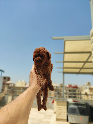 Poodle dogs in Egypt