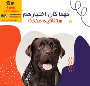 الصورة 1