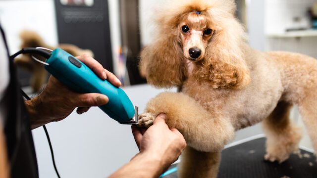 Poodle getting its nails trimmer at the grooming salon.