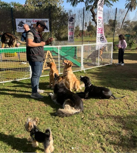Elwi k9 dog training