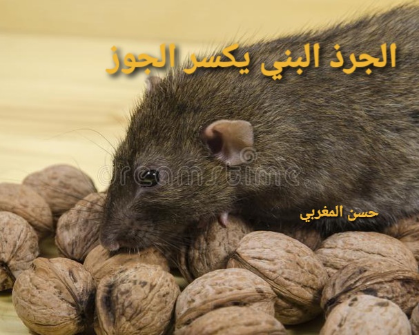 American Services for Pest Control and Rodent Control in Cairo