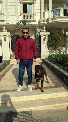 Training Al-Fouad K9 dogs