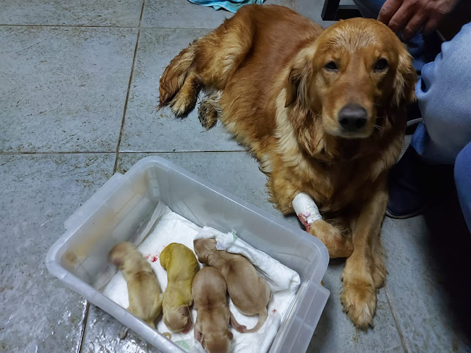 Rafiki Veterinary Hospital- New Cairo