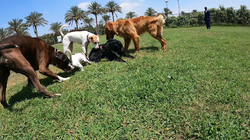 جاكيت صدأ مصر