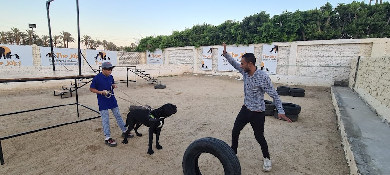 Dog Training Academy The Joky