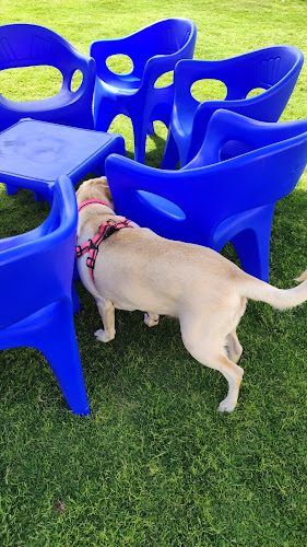 Pet Square