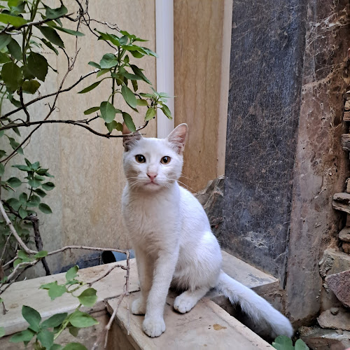 PetSmart Egypt Pet Shop & Online in Zamalek & Mohandseen, Cairo