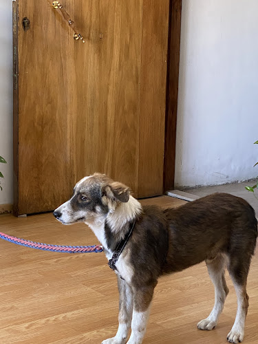 Mojo Veterinary Center