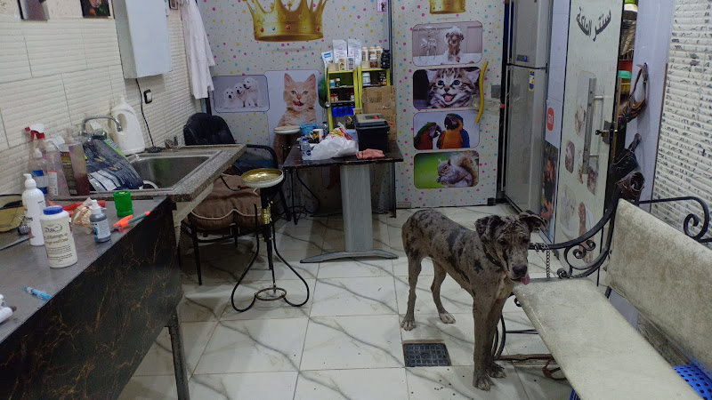 Queen center for pets