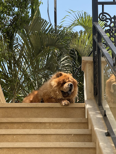 Ted ,the chow