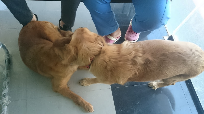 Lotus Veterinary Hospital