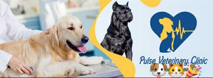 Pulse veterinary clinic