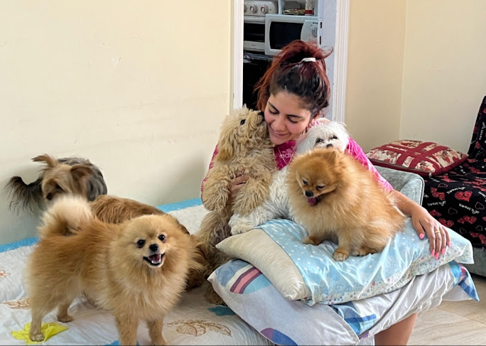Just Like Home Dog Boarding Services