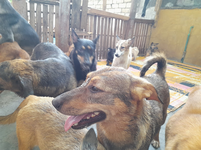 Happy Rescue Foster
