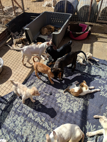 Animal Protection Foundation Shelter – APF