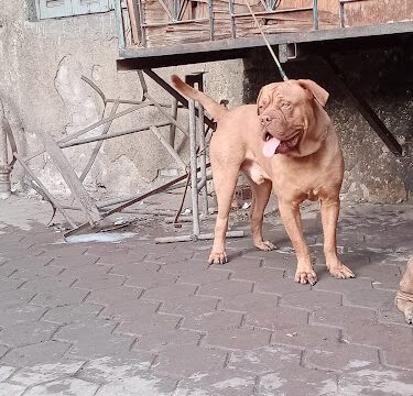 oppo_32