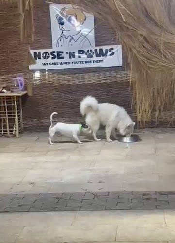 Nose And Paw’s