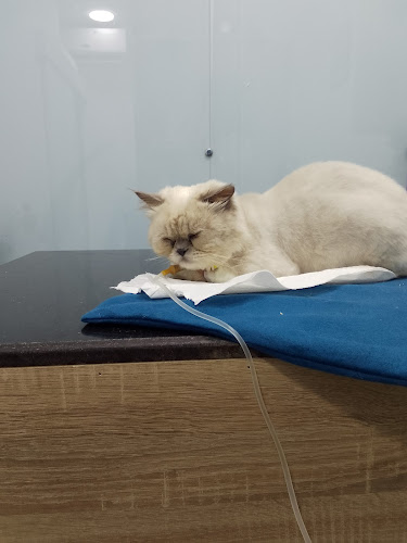 Premium Animal Hospital – Branch 2