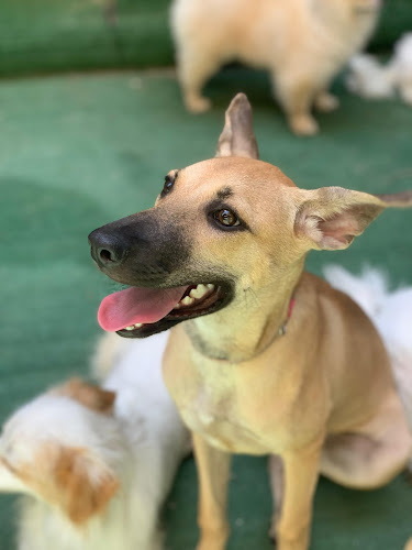 Dogs and Humans center