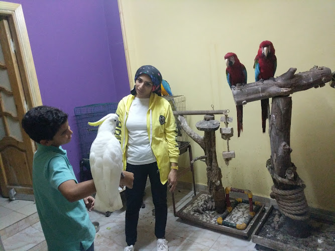 أكاديمية الببغاء