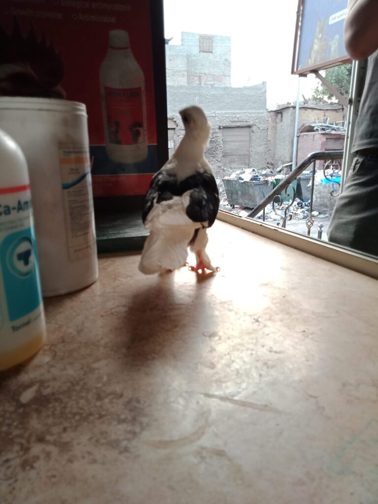 Google Photo 6