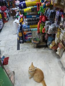الصورة 5