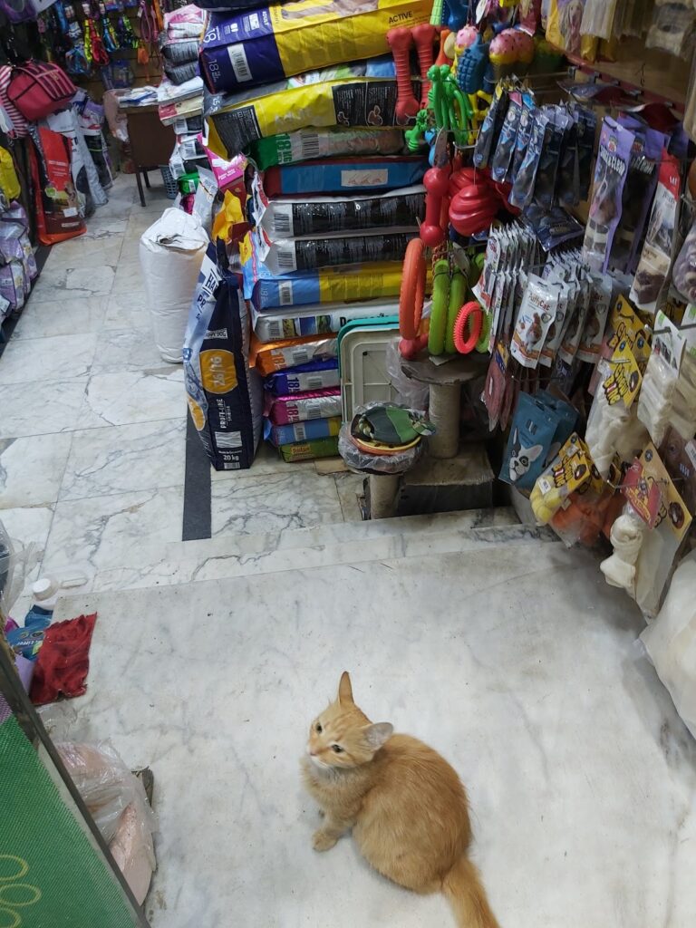 Google Photo 5