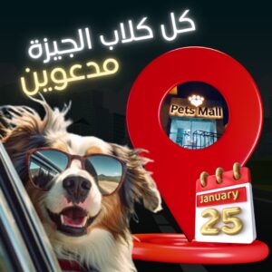 الصورة 5