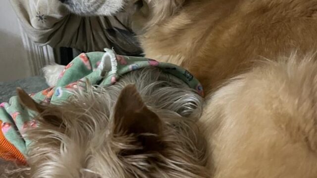 Google Photo 8