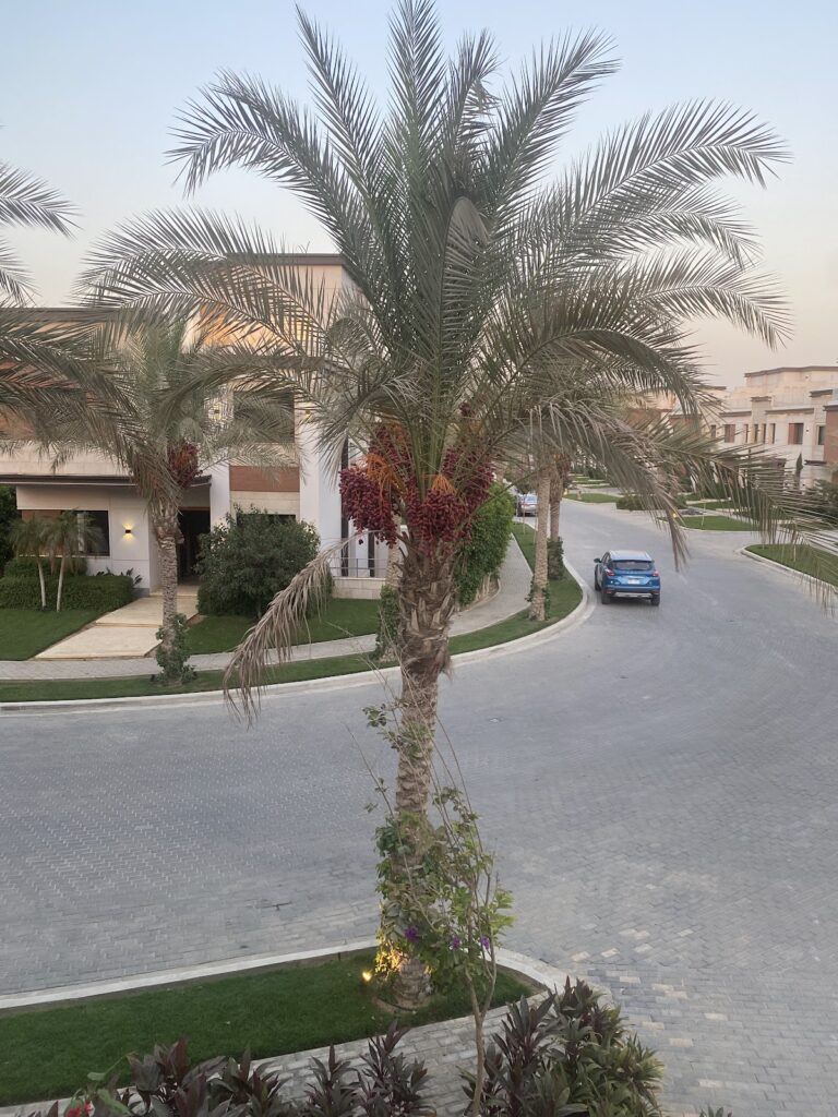 Google Photo 8