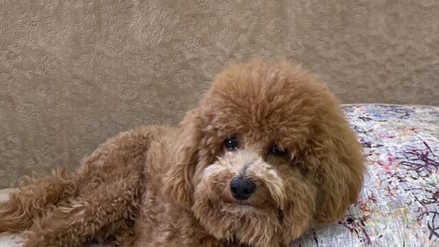 Google Photo 9