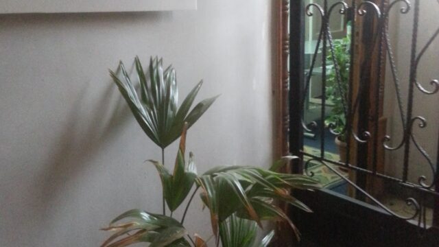 Google Photo 10