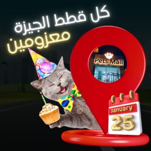 الصورة 3