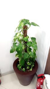Photo 4