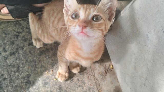 Google Photo 7