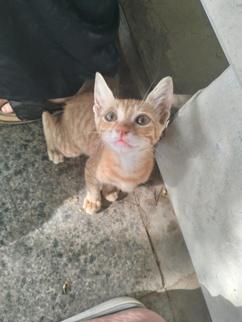 Google Photo 7