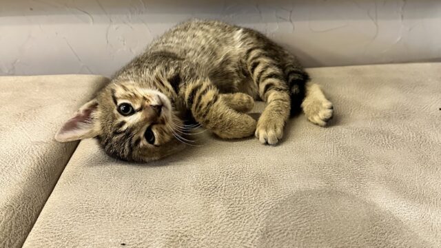 Google Photo 8