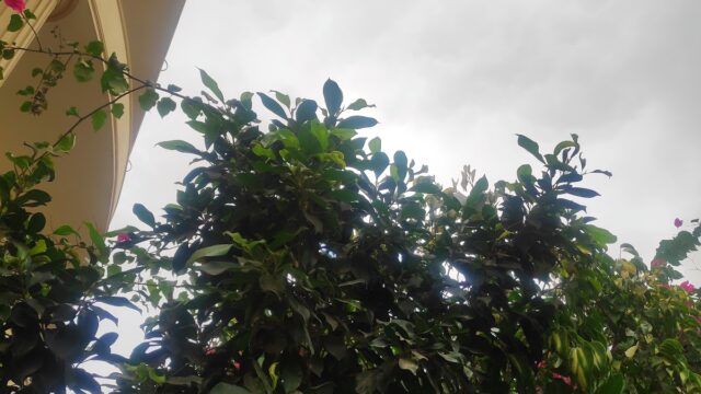 Google Photo 4