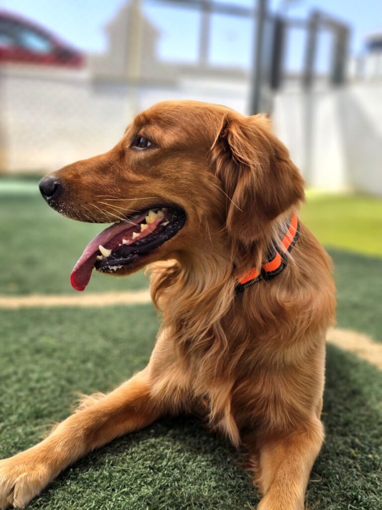 Google Photo 8