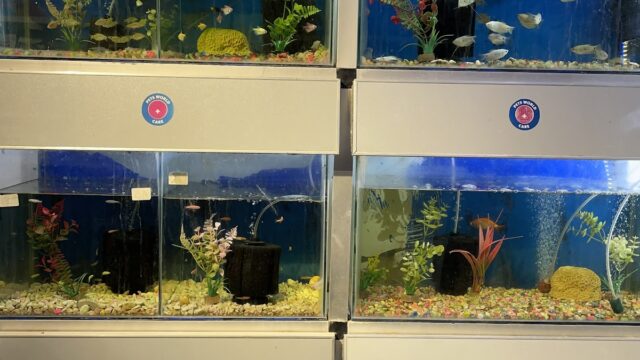 Google Photo 7