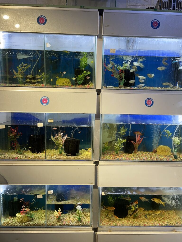 Google Photo 7