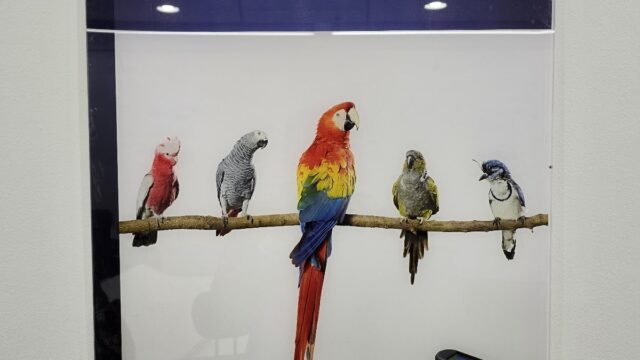 Google Photo 7