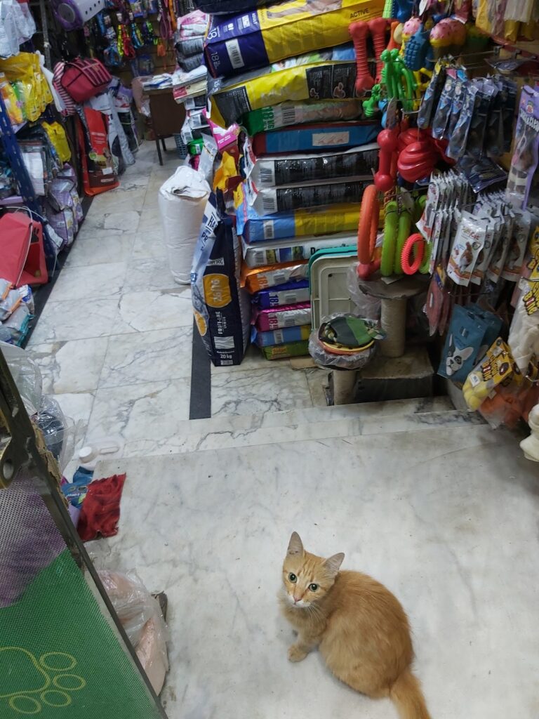 Google Photo 2