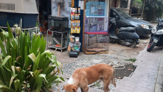 Google Photo 1
