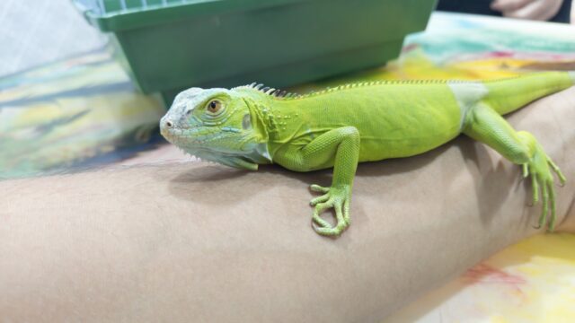 Google Photo 4