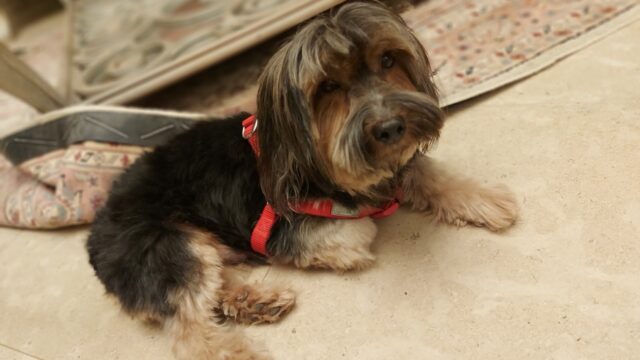 Google Photo 5