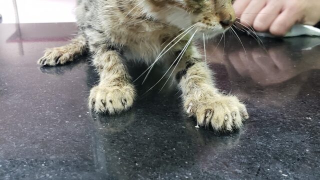 Google Photo 9